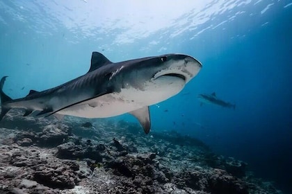 Tiger Shark Diving in Fuvahmulah: 5 Days, 4 Nights Adventure