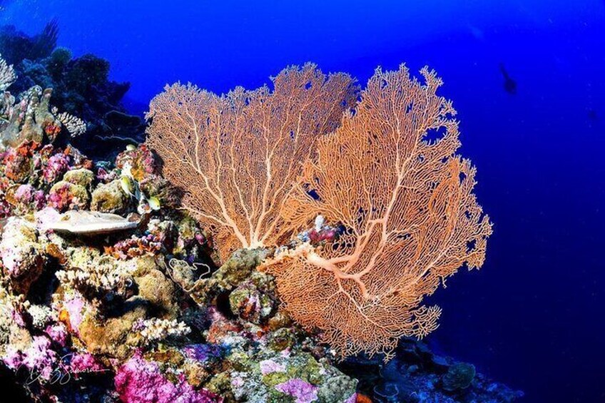 5 Days 4 Nights Fuvahmulah Tiger Shark Special 6 Dives Tour