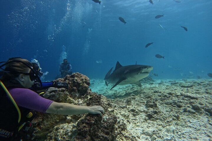 5 Days 4 Nights Fuvahmulah Tiger Shark Special 6 Dives Tour 