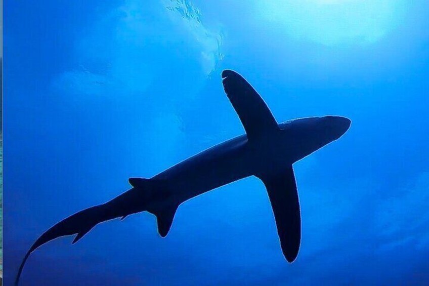 Treasure sharks photographed from below @Fuvahmulah Scuba Club