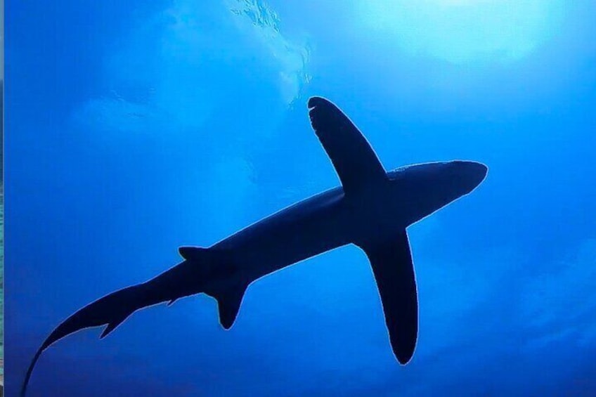 Treasure sharks photographed from below @Fuvahmulah Scuba Club