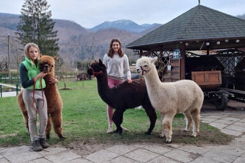 1 Hour Walking with Alpacas in Nomenj 