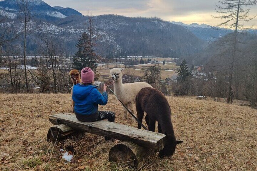 1 Hour Walking with Alpacas in Nomenj 