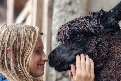 Walking with alpacas - Domačija Loncnar - Bohinj