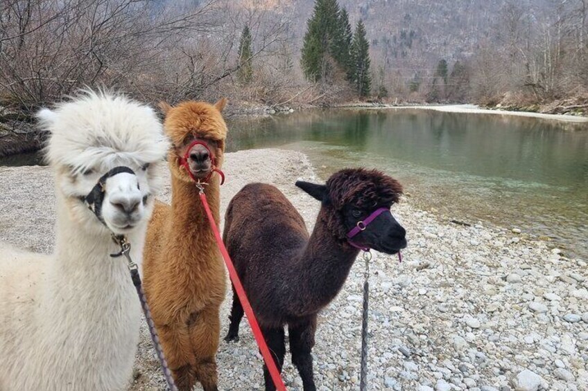 1 Hour Walking with Alpacas in Nomenj 