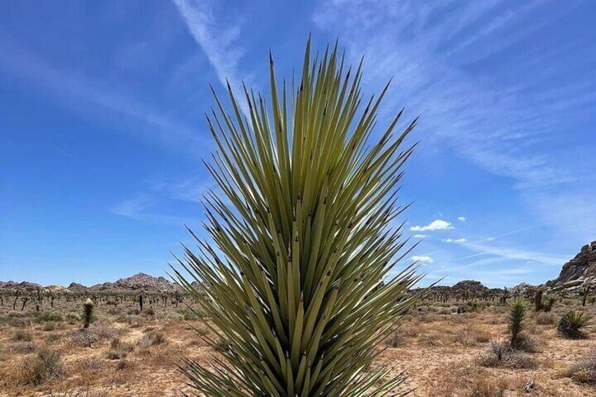 Private Day Tour to Joshua Tree National Park from San Diego 