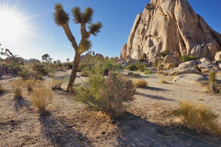 Private Day Tour to Joshua Tree National Park from San Diego 