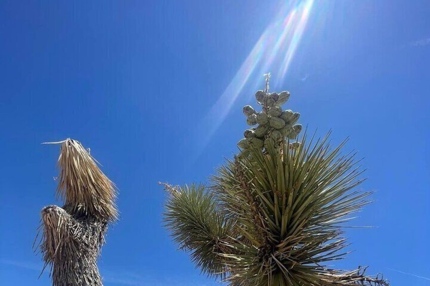 Private Day Tour to Joshua Tree National Park from San Diego 