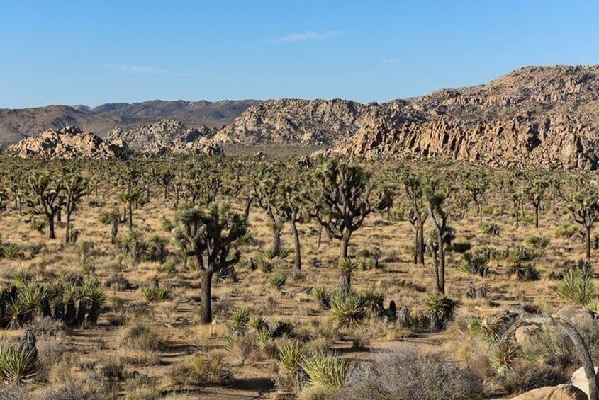 Private Day Tour to Joshua Tree National Park from San Diego 