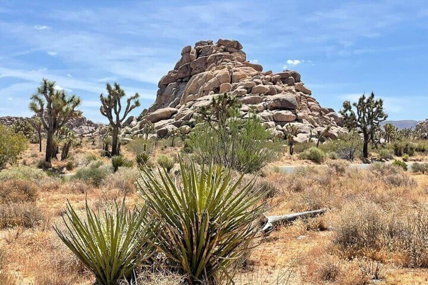 Private Day Tour to Joshua Tree National Park from San Diego 