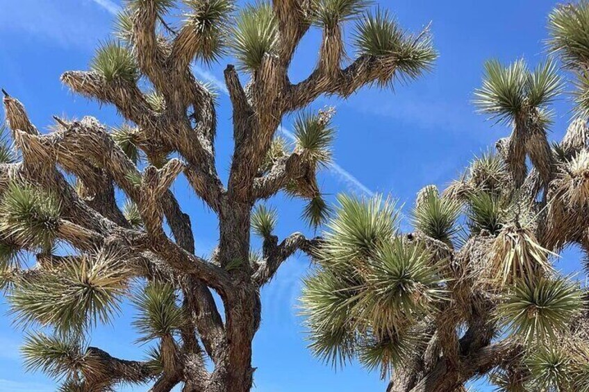 Private Day Tour to Joshua Tree National Park from San Diego 