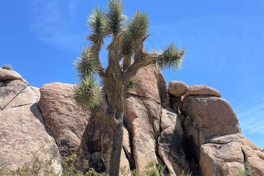 Private Day Tour to Joshua Tree National Park from San Diego 