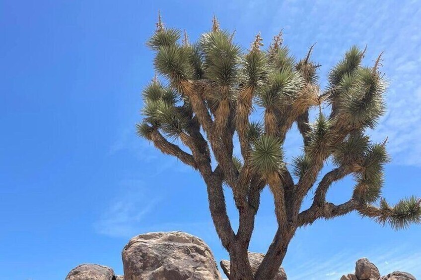 Private Day Tour to Joshua Tree National Park from San Diego 