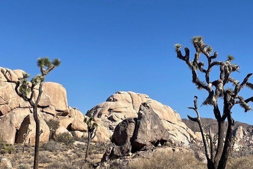 Private Day Tour to Joshua Tree National Park from San Diego 