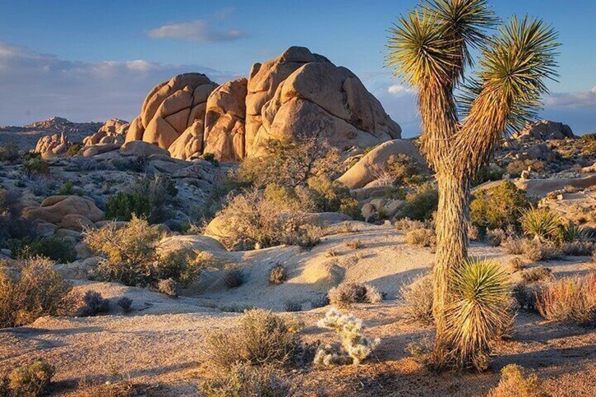 Private Day Tour to Joshua Tree National Park from San Diego 