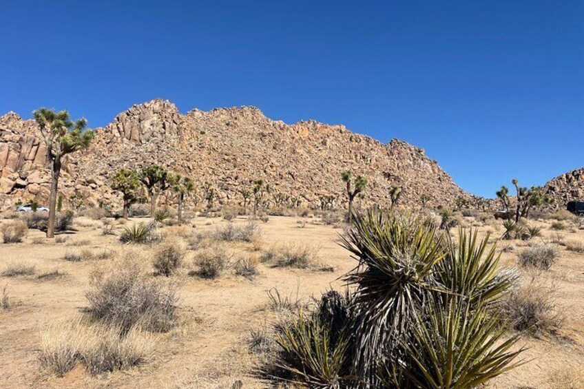 Private Day Tour to Joshua Tree National Park from San Diego 