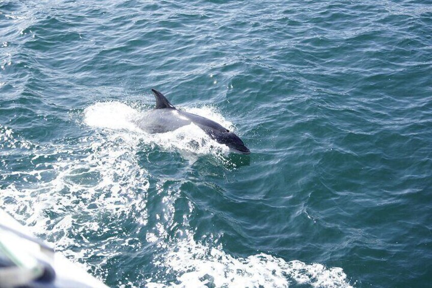 Dolphin Watch & Historical Harbor Tour in St. Augustine