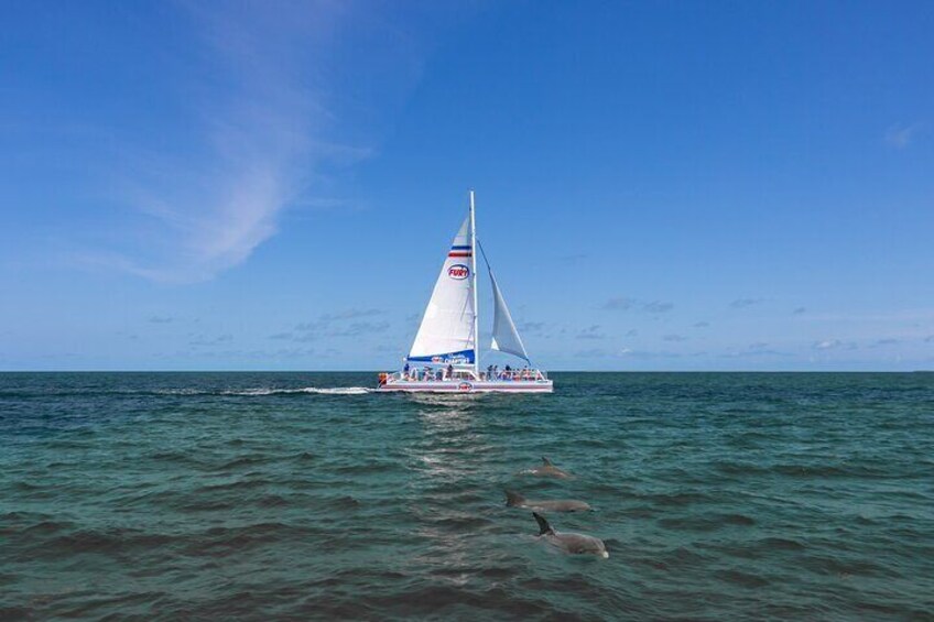 Dolphin Watch & Historical Harbor Tour in St. Augustine