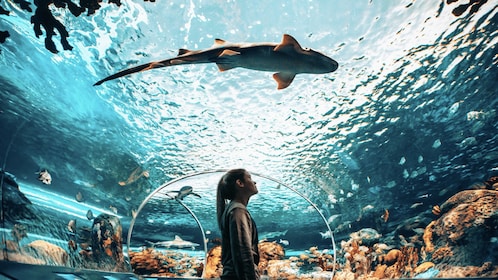 Toronto : Billet d'entrée à l'Aquarium Ripley's du Canada