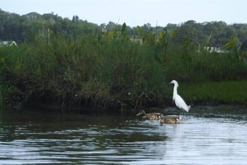 3 Hour Crystal River Wildlife Safari Boat Cruise