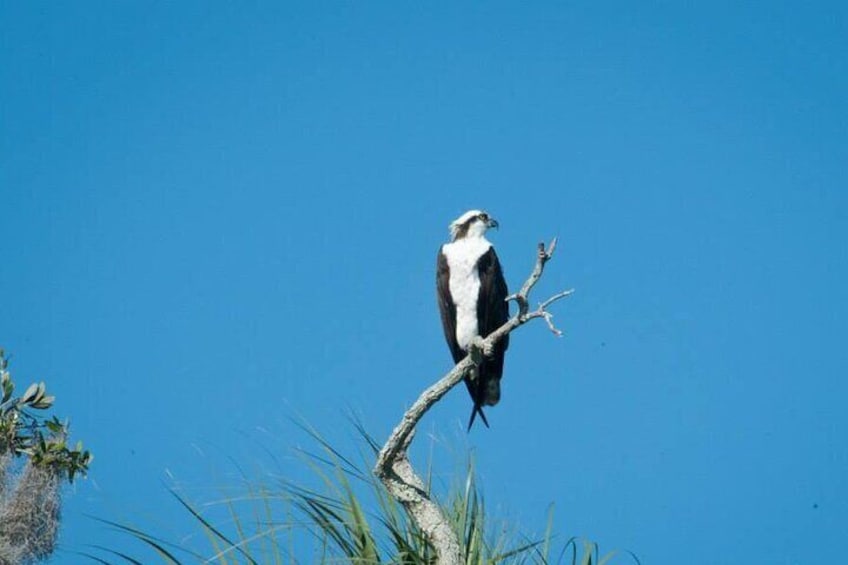 One of our resident Ospreys perched high above Kings Bay in Crystal River. 