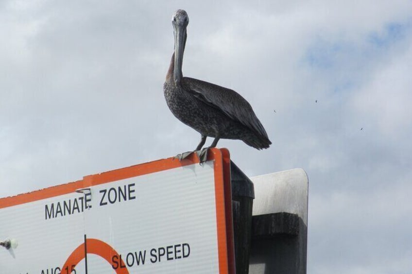 Pelican perched on a Manatee Zone sign in Crystal River.