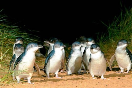 Phillip Island Penguins Private Adventure