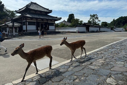 2-Hour Nara: Discover Every Bit of Tohdaiji-Temple Private Tour