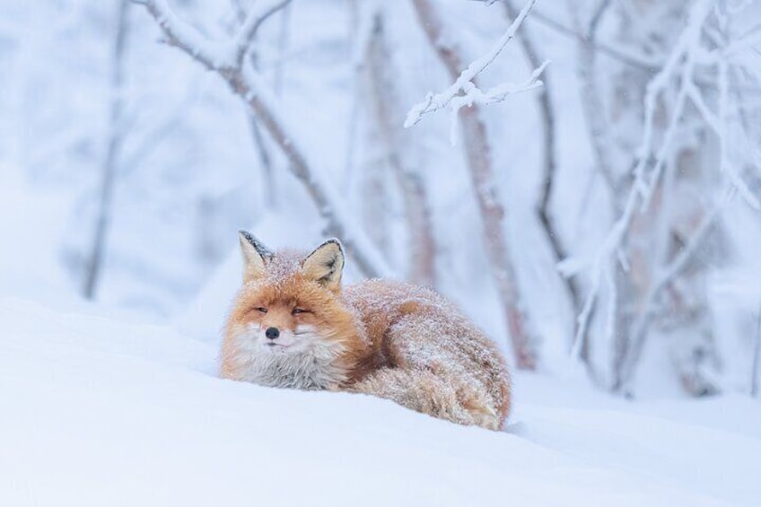 Red fox in one of the fjords