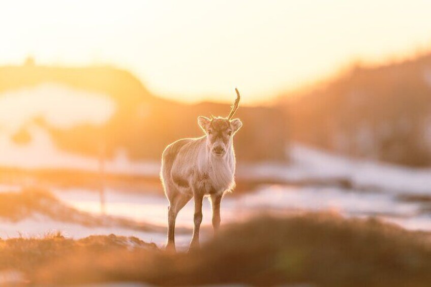 reindeer during the drive from Abisko to the fjords