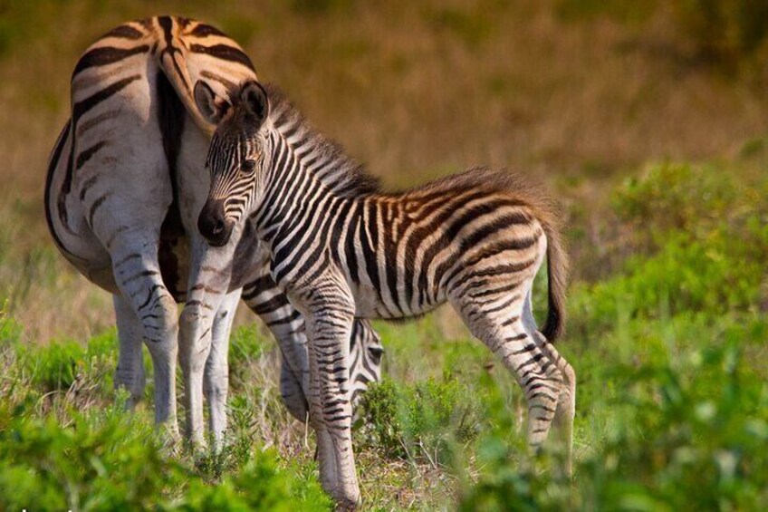 Hluhluwe-Imfolozi Park Half-day Big Five Safari Adventure