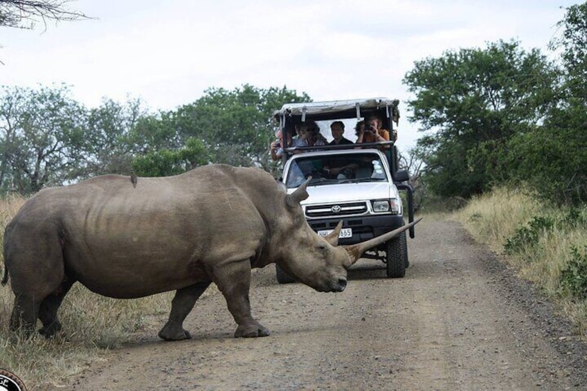 Hluhluwe-Imfolozi Park Half-day Big Five Safari Adventure