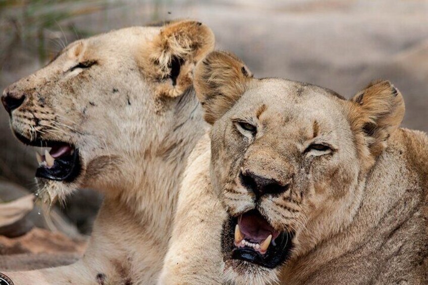 Hluhluwe-Imfolozi Park Half-day Big Five Safari Adventure