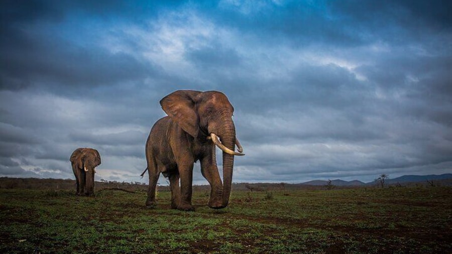 Hluhluwe-Imfolozi Park Half-day Big Five Safari Adventure