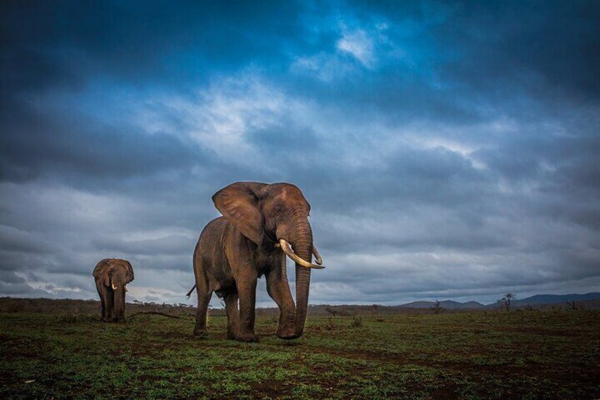 Hluhluwe-Imfolozi Park Half-day Big Five Safari Adventure