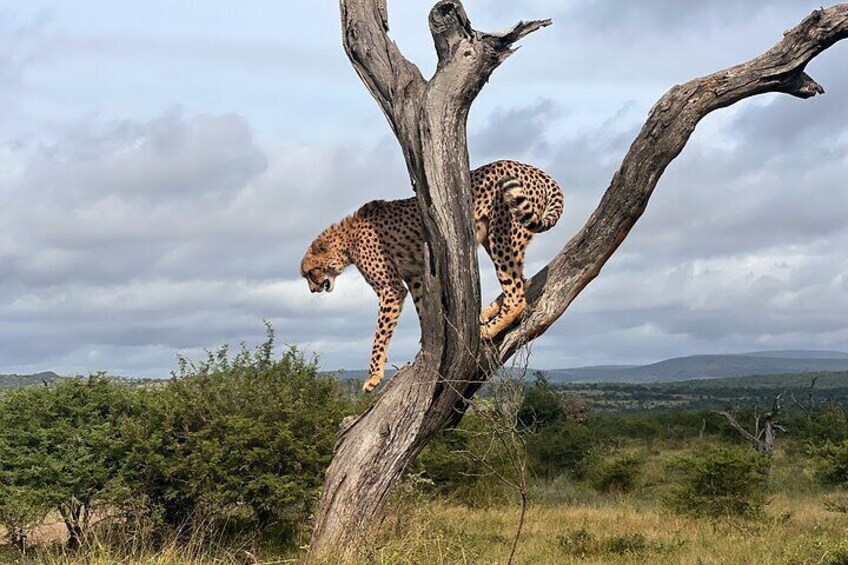 3 Day 2 Night Hluhluwe, St Lucia, Isimangaliso Tour
