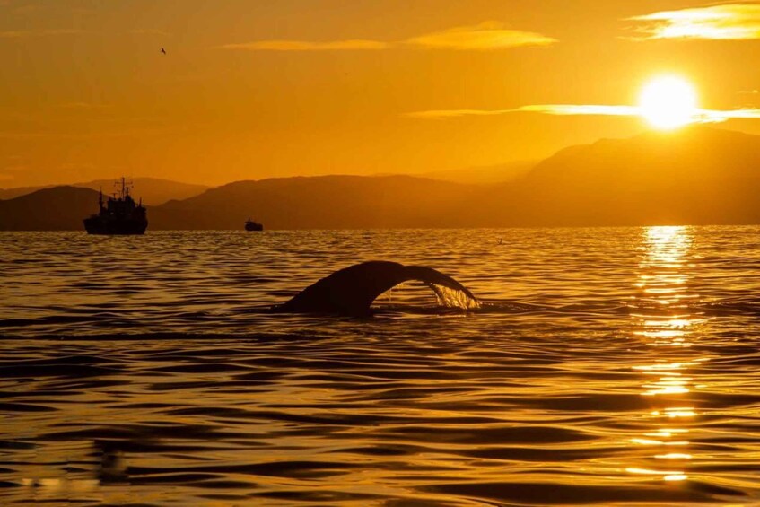 Tromsø: Midnight Fjord Tour