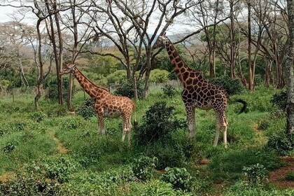 Excursion d'une journée à Karen Blixen, au Giraffe Center et à Bomas of Ken...