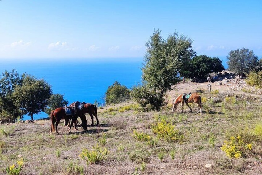 Horse Riding Tour at Taurus Mountains with Roundtrip Transfer