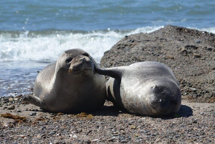 Come to sight the juvenile elephant seals resting on the Caleta Valdes's coast