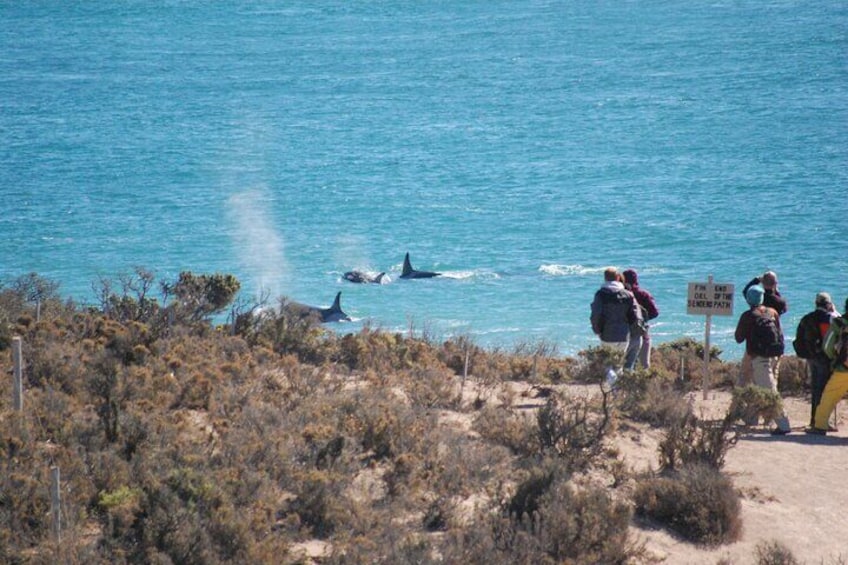 If we are lucky and nature so provides, it would be possible to sight Orcas