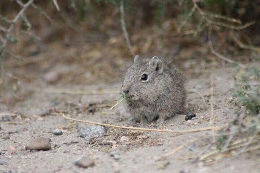 Patagonian cuis