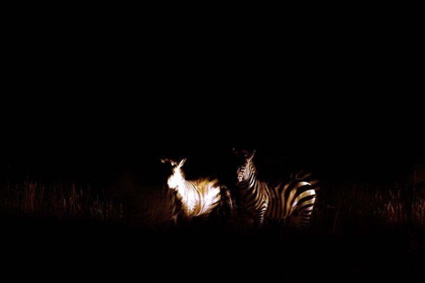 Private Guided Night Drive at Ol Pejeta Conservancy