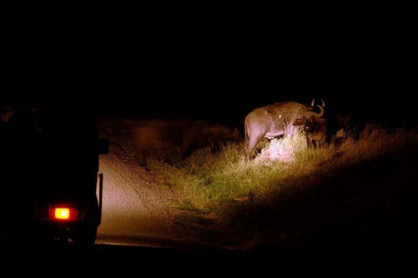 Private Guided Night Drive at Ol Pejeta Conservancy