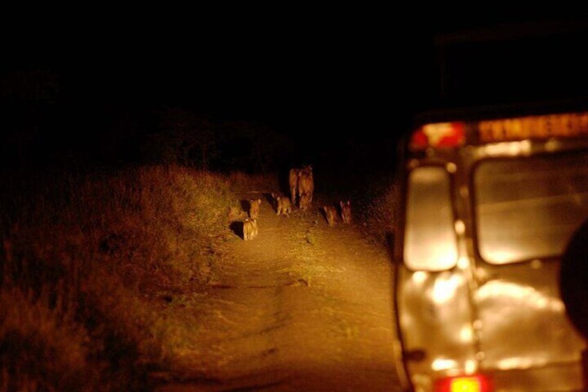 Private Guided Night Drive at Ol Pejeta Conservancy