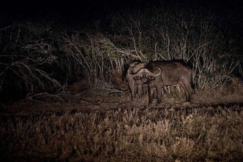 Private Guided Night Drive at Ol Pejeta Conservancy