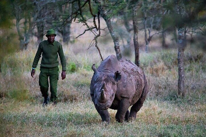 Visit Ol Pejeta Conservancy – See the Last Northern White Rhinos!