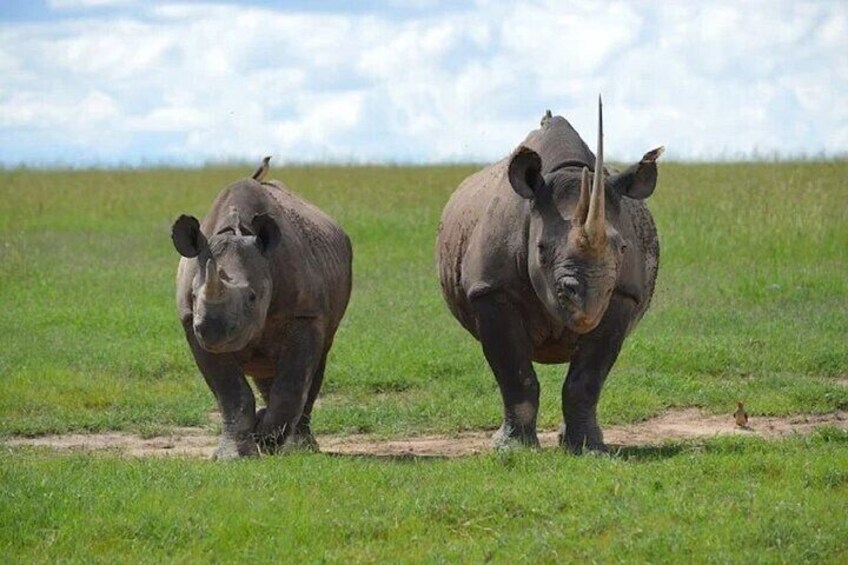 Ol Pejeta Conservancy Tour from Nairobi