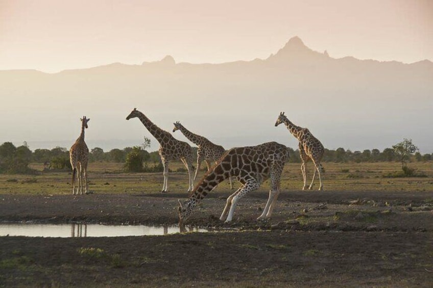 Ol Pejeta Conservancy Tour from Nairobi