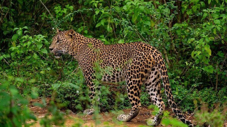 Yala National Park Leopard Safari Tours
